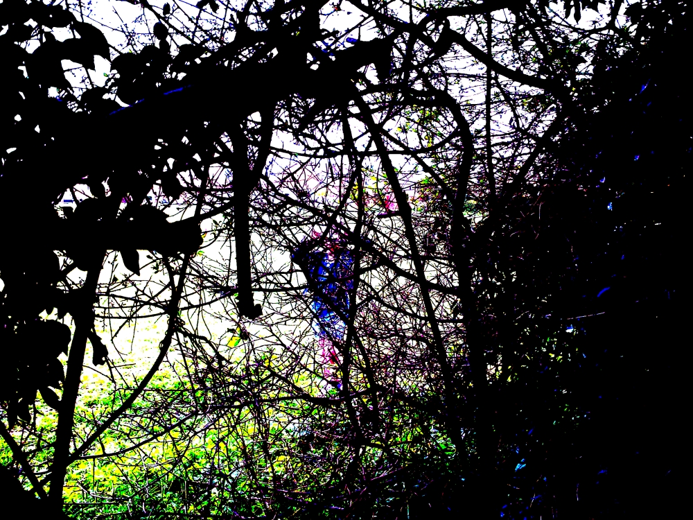 Little Person Through A Hedge 1