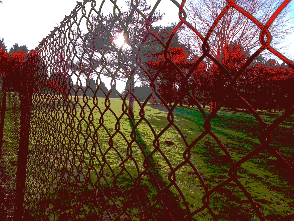 The Trees Are Always Redder The Other Side Of The Fence